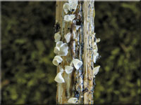 Schalenförmiger Schüsselschwindling - Calyptella capula