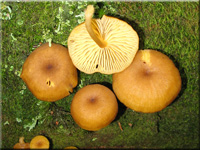 Chrysomphalina chrysophylla