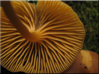 Goldblttriger Goldnabeling - Chrysomphalina chrysophylla