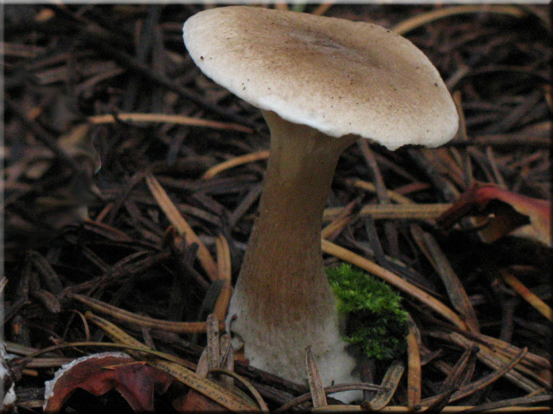 Keulenfu-Trichterling - Clitocybe clavipes