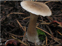 Keulenfu-Trichterling - Clitocybe clavipes