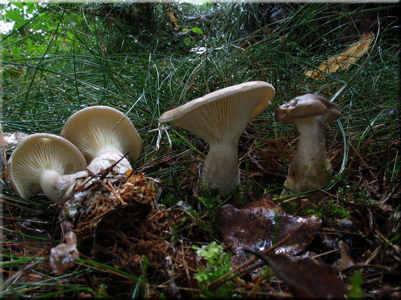 Keulenfu-Trichterling - Clitocybe clavipes
