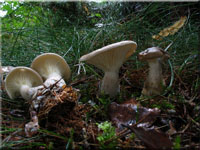 Keulenfu-Trichterling - Clitocybe clavipes