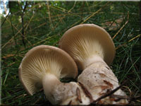 Keulenfu-Trichterling - Clitocybe clavipes