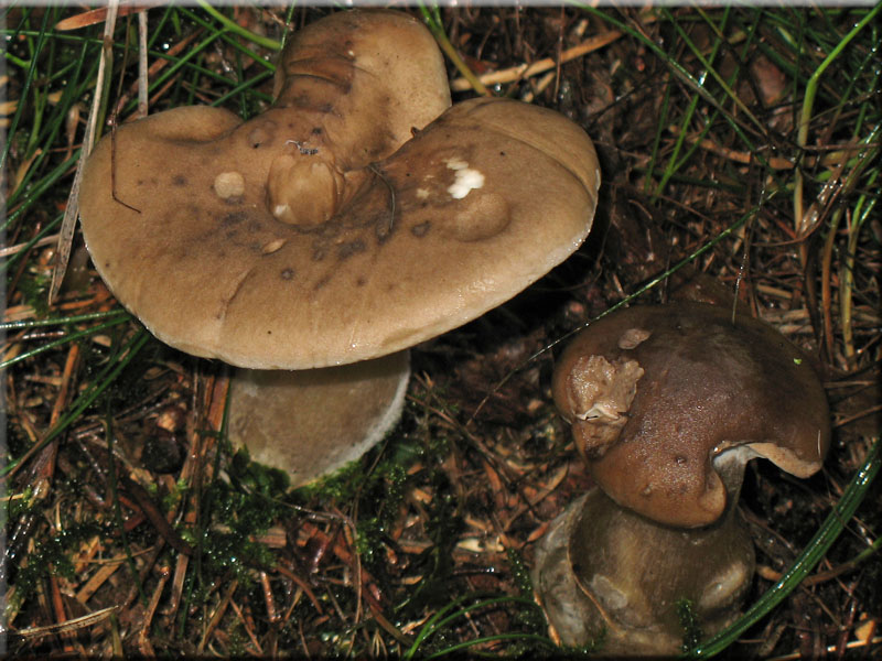 Keulenfu-Trichterling - Clitocybe clavipes