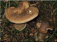 Keulenfu-Trichterling - Clitocybe clavipes