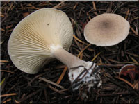 Keulenfu-Trichterling - Clitocybe clavipes