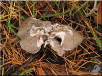 Kleinsporiger Mehl-Trichterling - Clitocybe ditopa