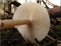 Langstieliger Duft-Trichterling - Clitocybe fragans