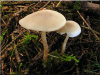 Langstieliger Duft-Trichterling - Clitocybe fragans