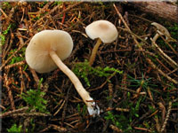 Langstieliger Duft-Trichterling - Clitocybe fragans