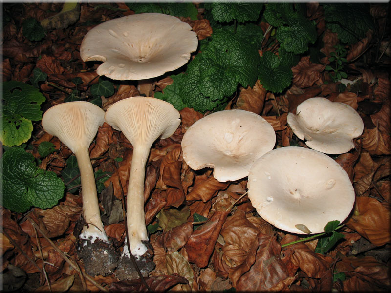 Mnchskopf-Trichterling - Clitocybe geotropa