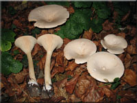 Mnchskopf-Trichterling - Clitocybe geotropa