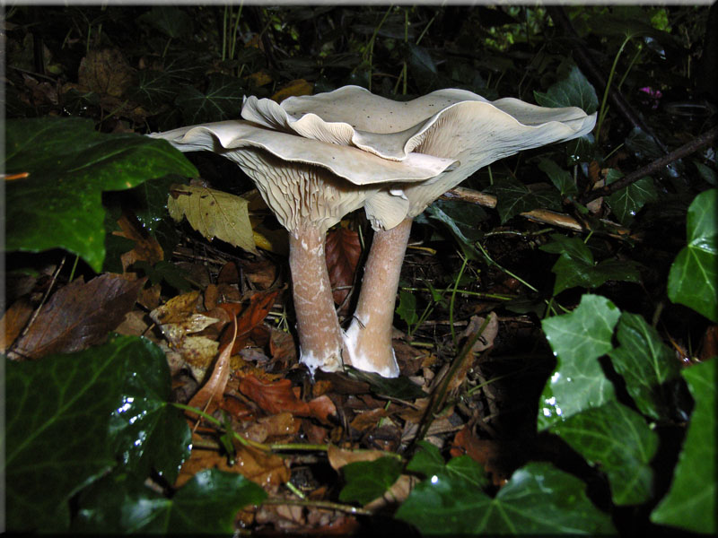 Mnchskopf-Trichterling - Clitocybe geotropa
