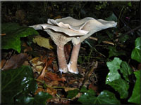 Mnchskopf-Trichterling - Clitocybe geotropa