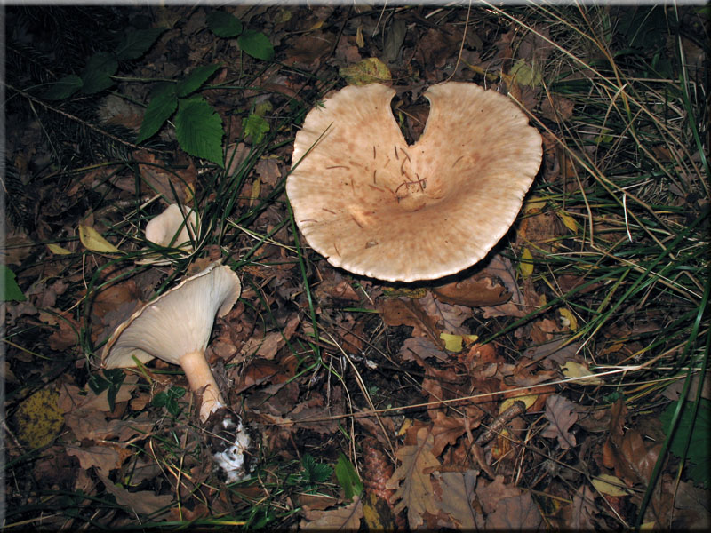 Mnchskopf-Trichterling - Clitocybe geotropa