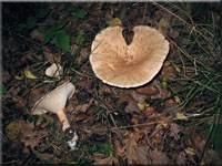 Mnchskopf-Trichterling - Clitocybe geotropa