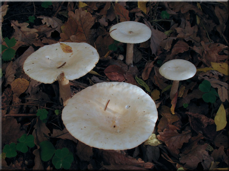 Mnchskopf-Trichterling - Clitocybe geotropa