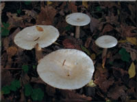 Mönchskopf-Trichterling - Clitocybe geotropa