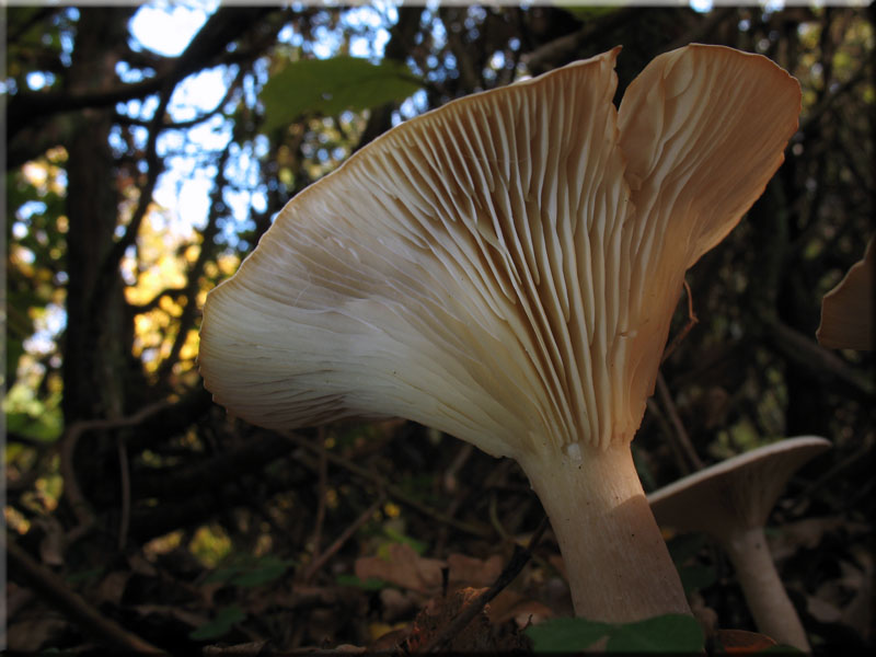 Mnchskopf-Trichterling - Clitocybe geotropa