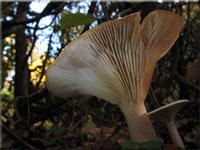 Mnchskopf-Trichterling - Clitocybe geotropa