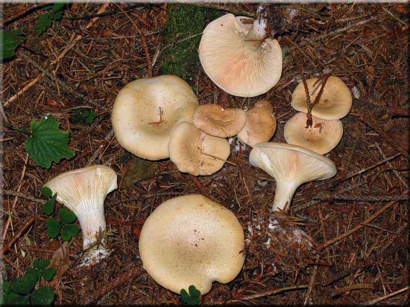 Ockerbrauner Trichterling - Clitocybe gibba