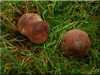 Nebelgrauer Trichterling - Clitocybe nebularis