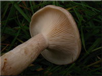 Nebelgrauer Trichterling - Clitocybe nebularis