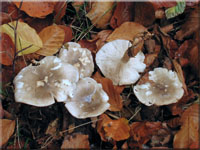 Nebelgrauer Trichterling - Clitocybe nebularis