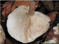Nebelgrauer Trichterling - Clitocybe nebularis