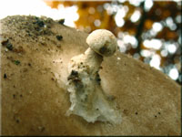 Nebelgrauer Trichterling - Clitocybe nebularis