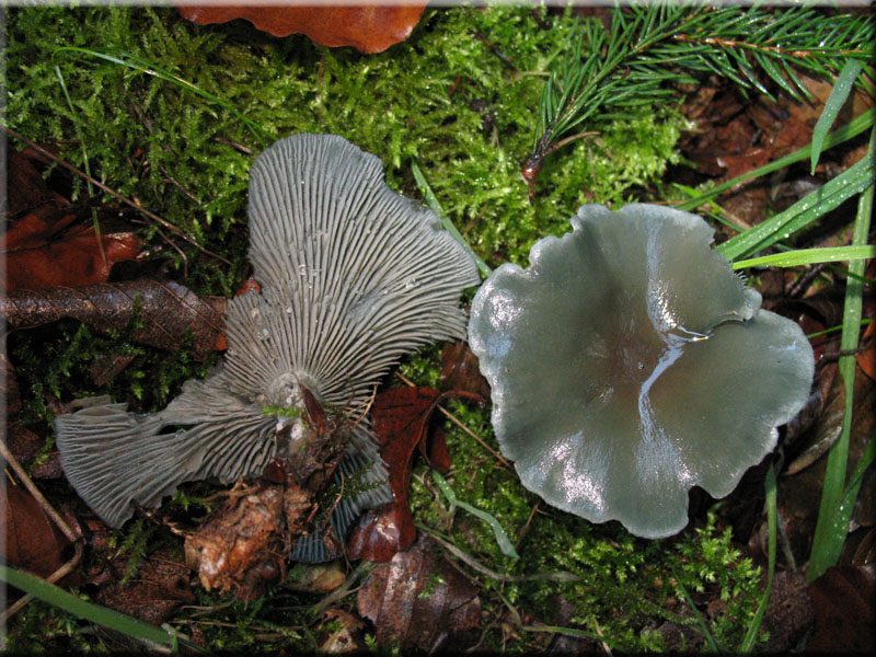 Grner Anis-Trichterling - Clitocybe odora
