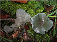 Grüner Anis-Trichterling - Clitocybe odora