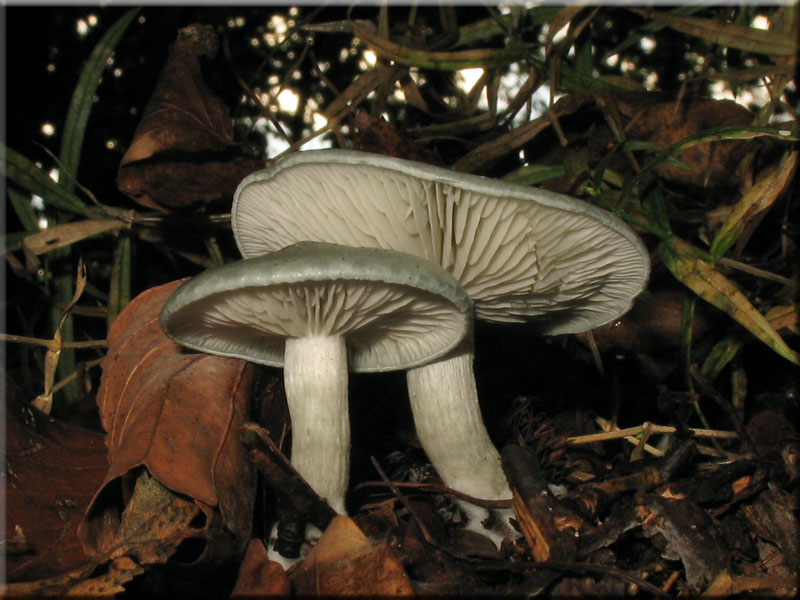 Grner Anis-Trichterling - Clitocybe odora