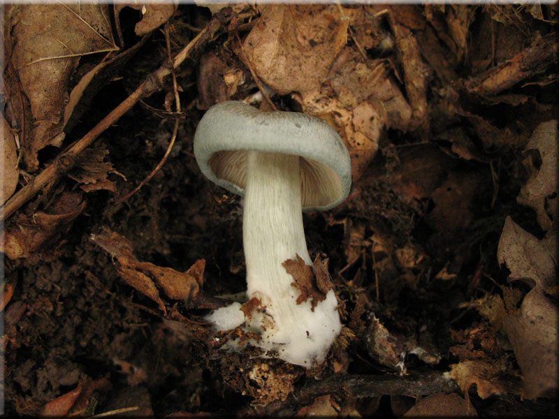 Grner Anis-Trichterling - Clitocybe odora