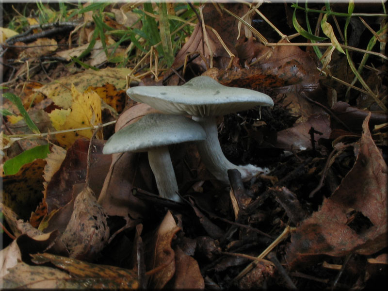 Grner Anis-Trichterling - Clitocybe odora