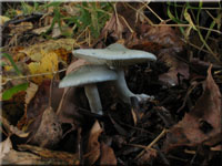 Grner Anis-Trichterling - Clitocybe odora
