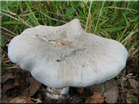 Grner Anis-Trichterling - Clitocybe odora