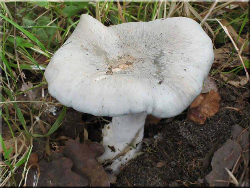 Grner Anis-Trichterling - Clitocybe odora