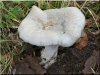 Grner Anis-Trichterling - Clitocybe odora