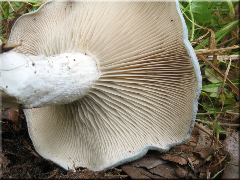 Grner Anis-Trichterling - Clitocybe odora