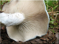 Grner Anis-Trichterling - Clitocybe odora