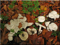 Streuliebender Trichterling - Clitocybe phyllophila