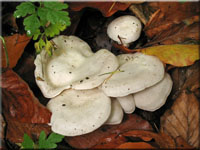 Streuliebender Trichterling - Clitocybe phyllophila