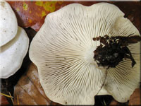 Streuliebender Trichterling - Clitocybe phyllophila