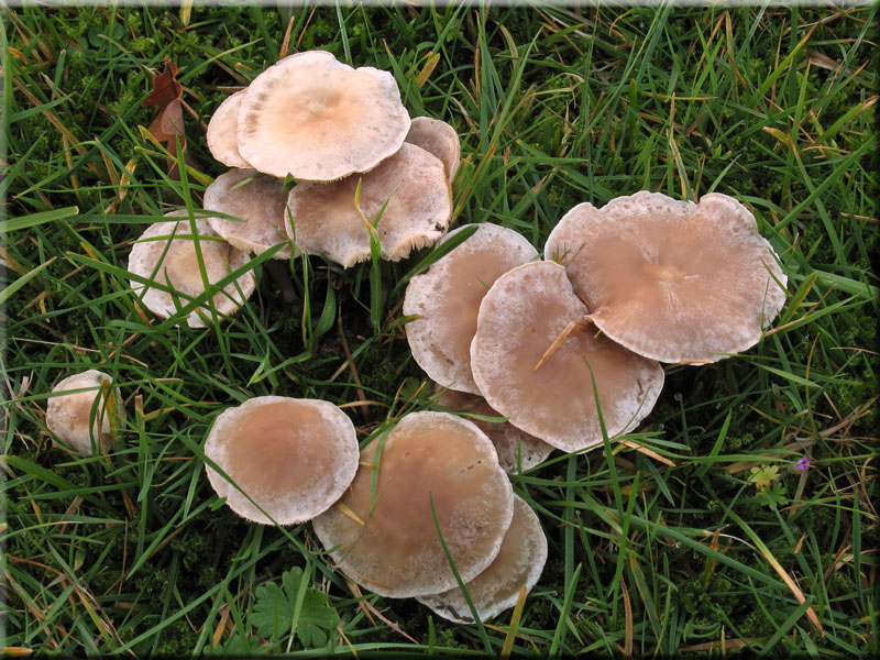 Rinnigbereifter Gift-Trichterling - Clitocybe rivulosa