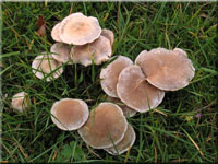 Rinnigbereifter Gift-Trichterling - Clitocybe rivulosa