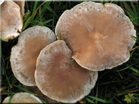 Rinnigbereifter Gift-Trichterling - Clitocybe rivulosa