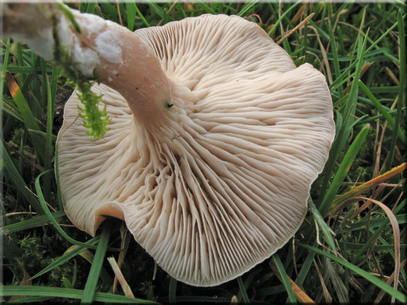 Rinnigbereifter Gift-Trichterling - Clitocybe rivulosa