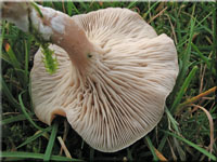 Rinnigbereifter Gift-Trichterling - Clitocybe rivulosa